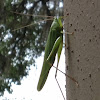 Katydid