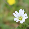 Field chickweed