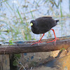 Black crake