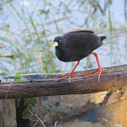 Black crake