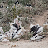 Australian Pelican Colony