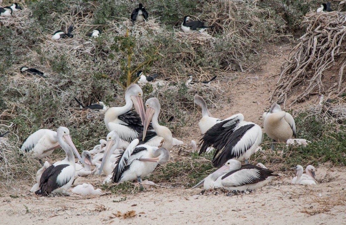 Australian Pelican Colony