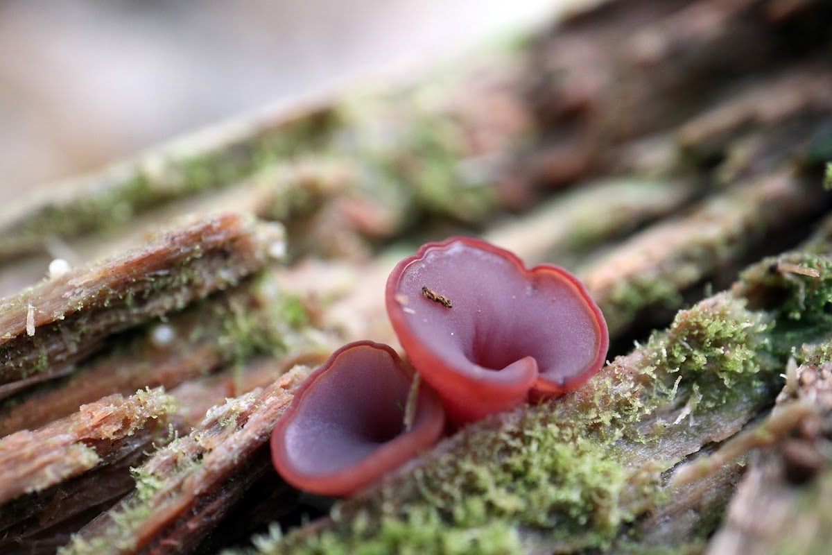 Jelly Drops Fungus