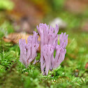 Violet Coral