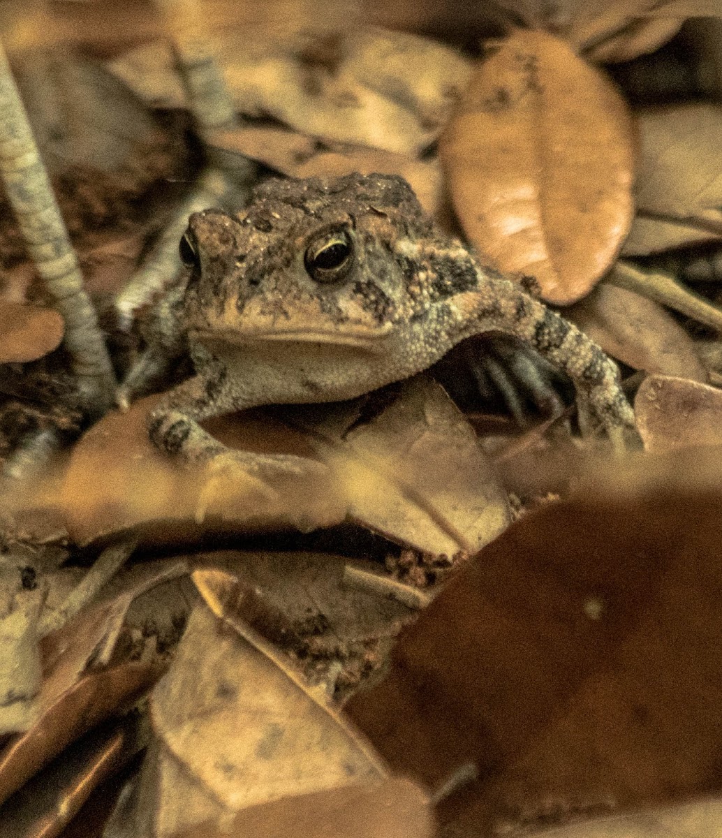 American Toad