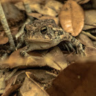 American Toad