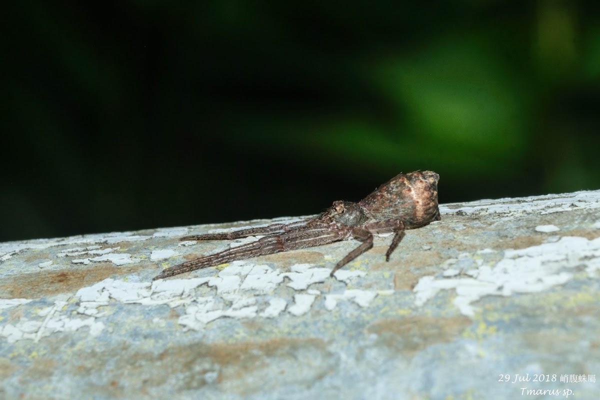 Tmarus sp. 峭腹蛛屬