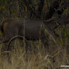 Sambar deer -male