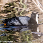 Coot; Focha Común