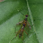 Banana Stalk Fly