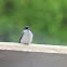 Eastern Kingbird