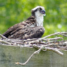 Osprey