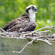 Osprey