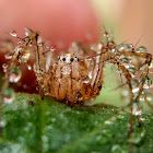 Lynx spider