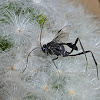 Cockroach Egg Parasitoid Wasp