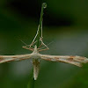 Plume Moth