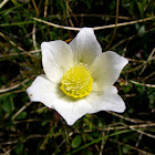 Alpine pasqueflower