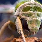 Oleander Hawk Moth