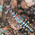 Rainbow Grasshopper