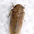 Leafhopper