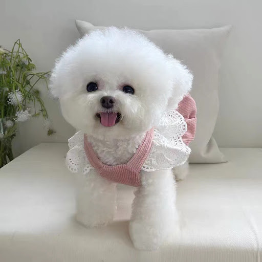 Title 4, Pet Clothes Corduroy Pumpkin Skirt with Tractio...