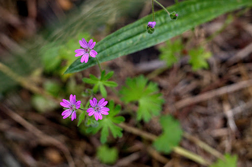 Geranium molle