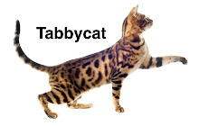 tabbycat small promo image