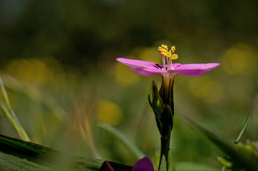 Centaurium pulchellum