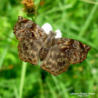 Red-Studded Skipper