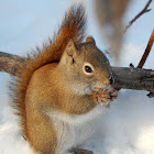 Red Squirrel