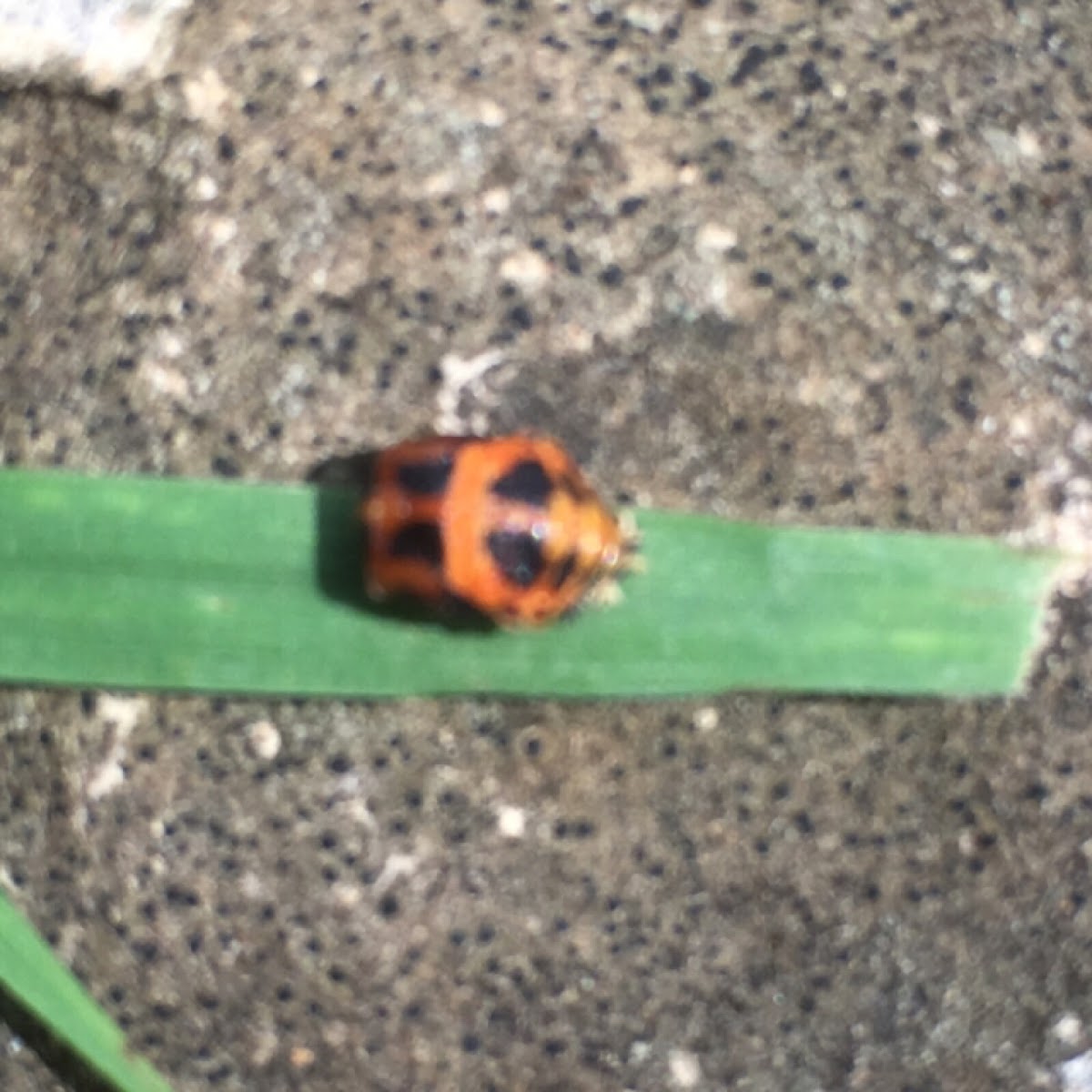 Ladybug pupa