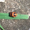 Ladybug pupa