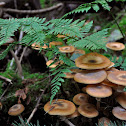 honey fungus