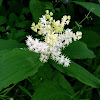 False Solomon's Seal