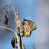 Monarch Butterfly