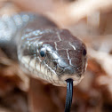 Black Rat Snake