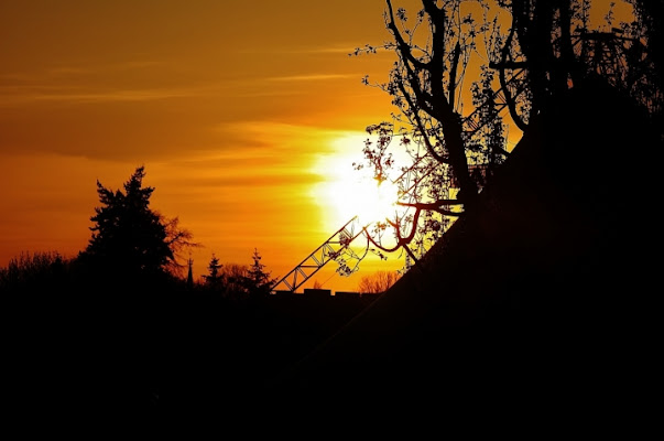 Alberi oscuri di jappone