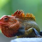 Oriental garden lizard