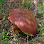 Decieving Bolete