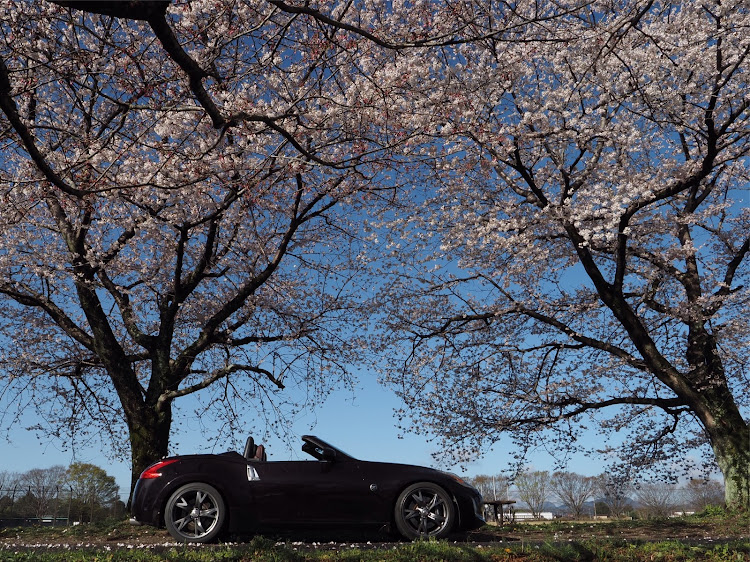 フェアレディZの桜と愛車に関するカスタム事例の投稿画像3枚目