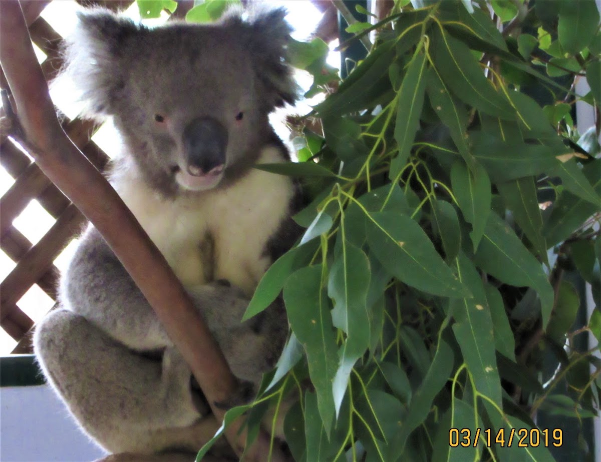 Koala