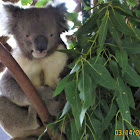 Koala