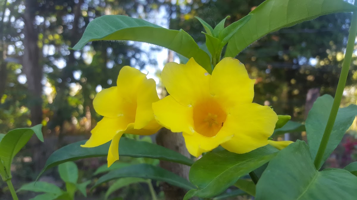 Yellow Bell