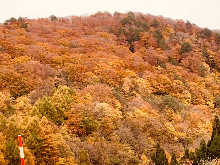 の投稿画像4枚目