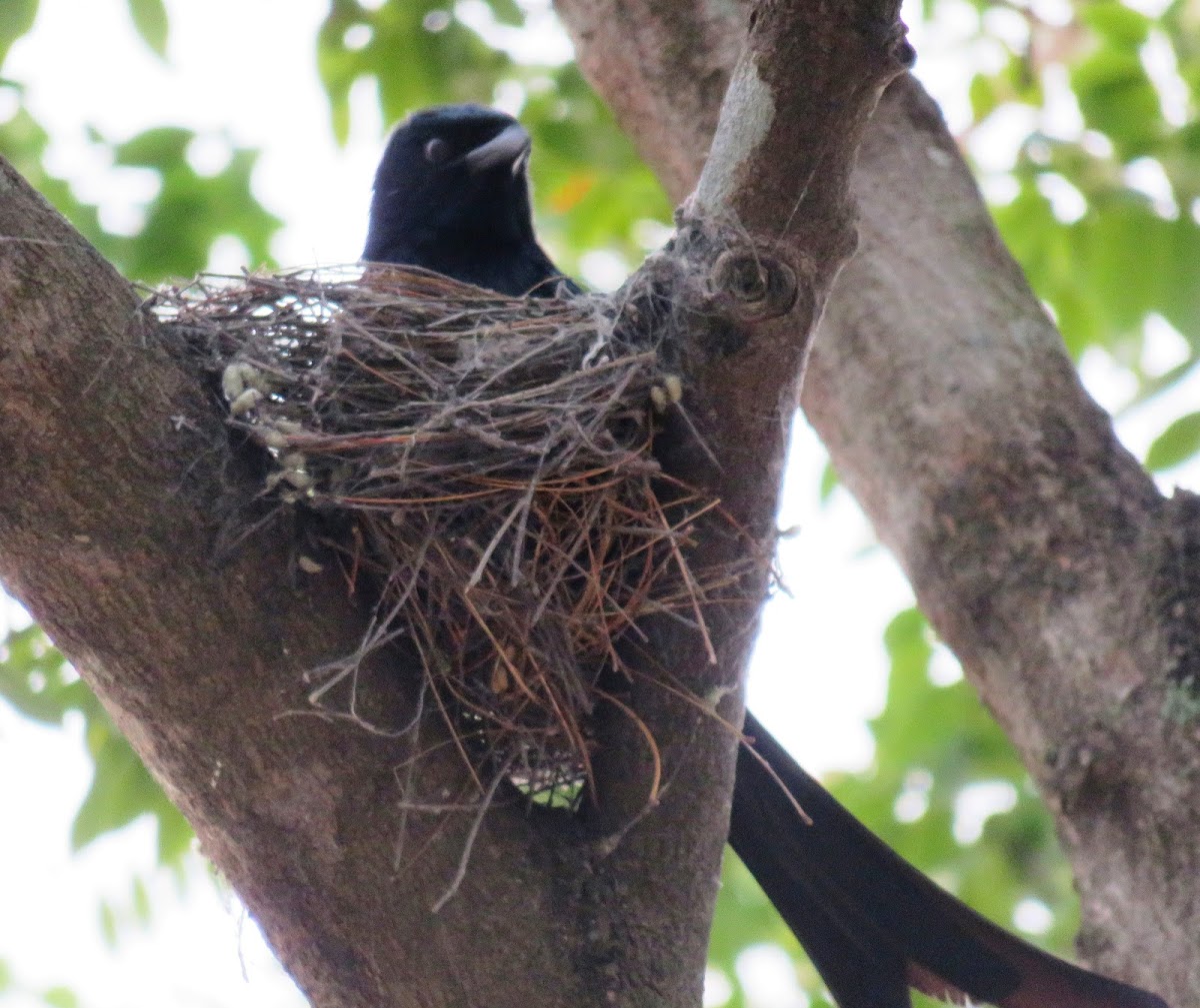 Black Drongo (nest)