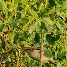 Clamourous reed warbler
