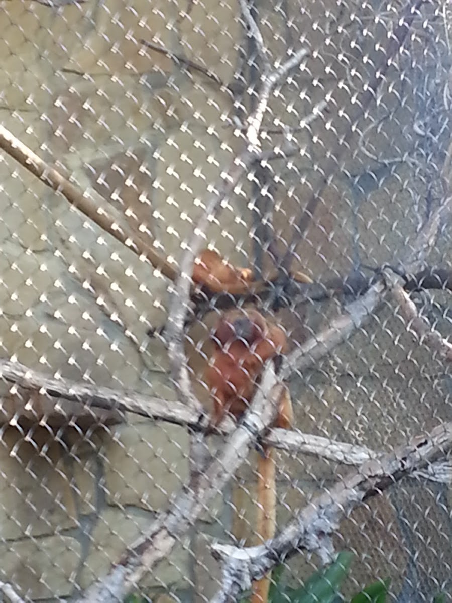 Golden Lion Tamarin