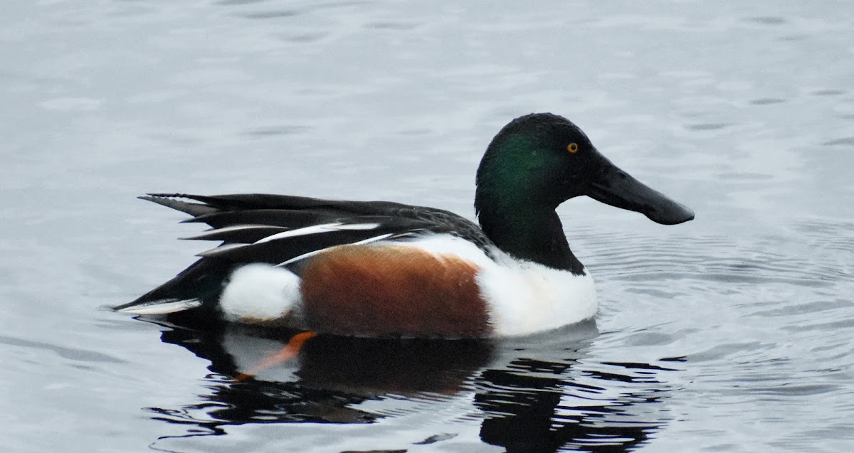 Northern shoveler