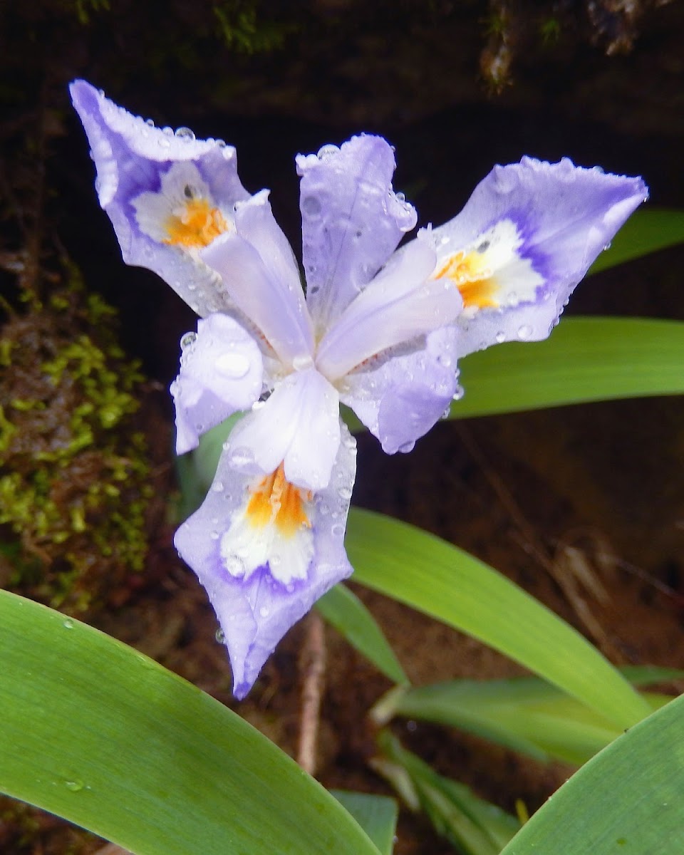 Dwarf Iris