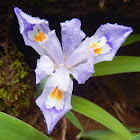 Dwarf Iris